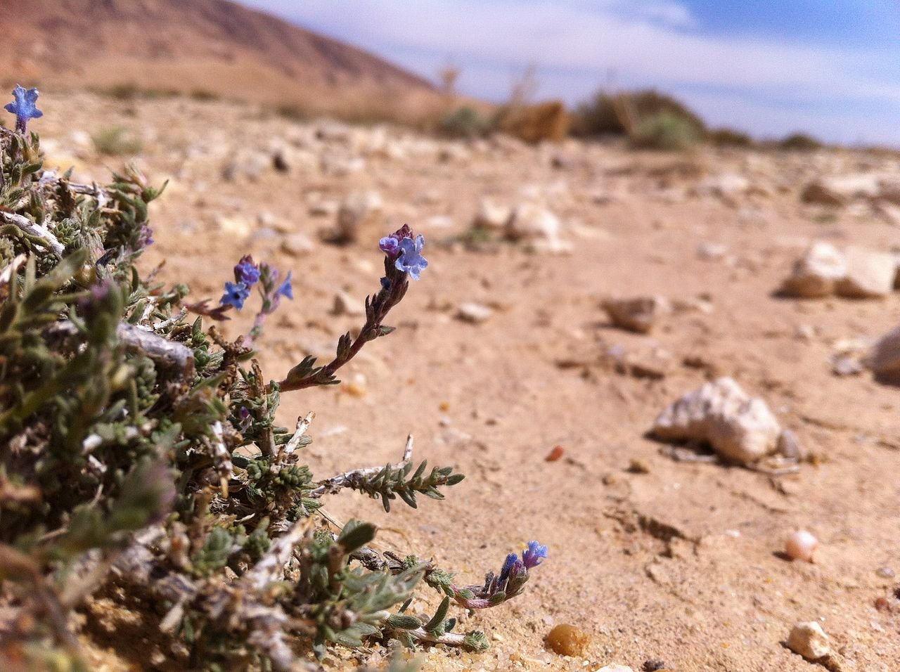 Echiochilon fruticosum plant
