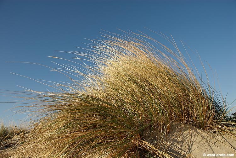 Ammophila Arenaria grass