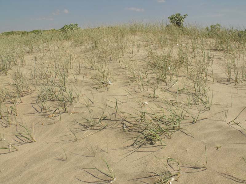 Agropyron junceum grass