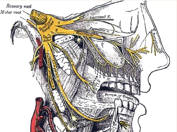 Cerebral Narratives
